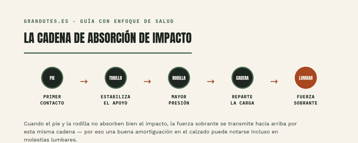 La cadena de absorción de impacto: pie, tobillo, rodilla, cadera, lumbar